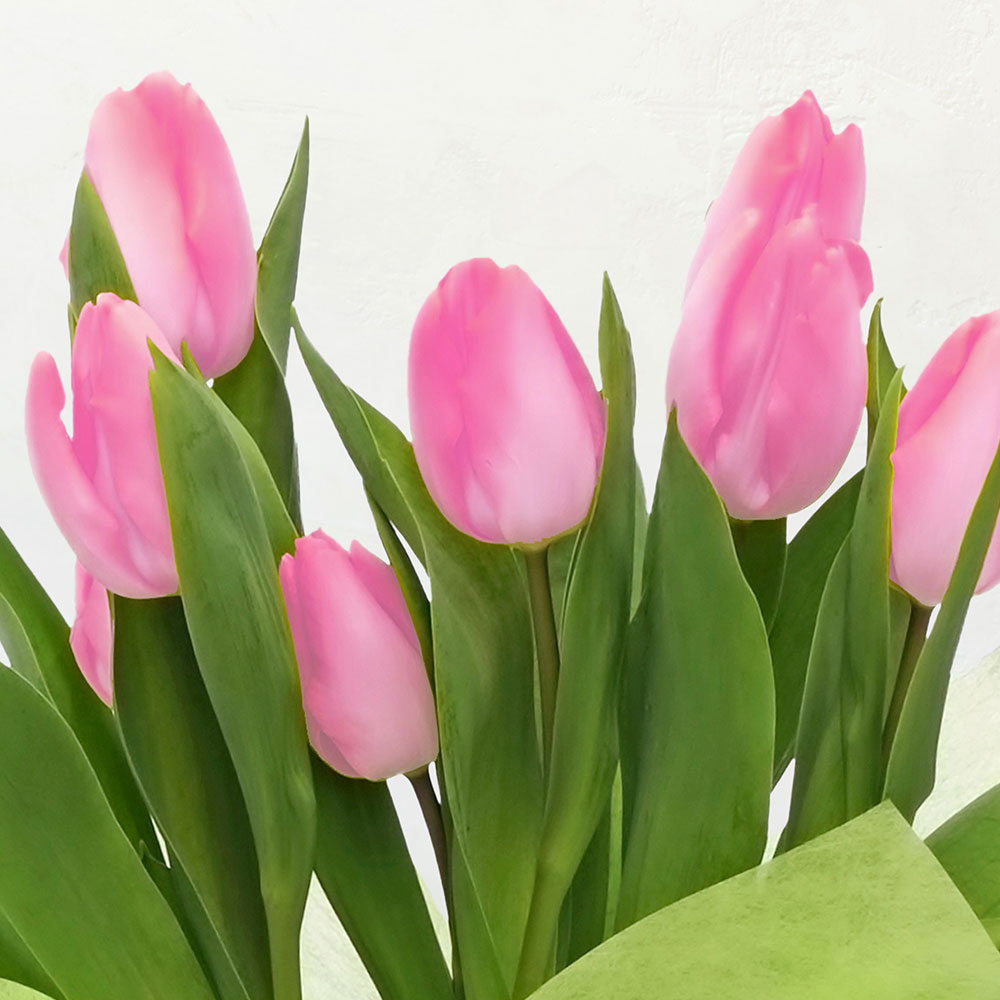 旬の鉢チューリップ（ピンク）5号