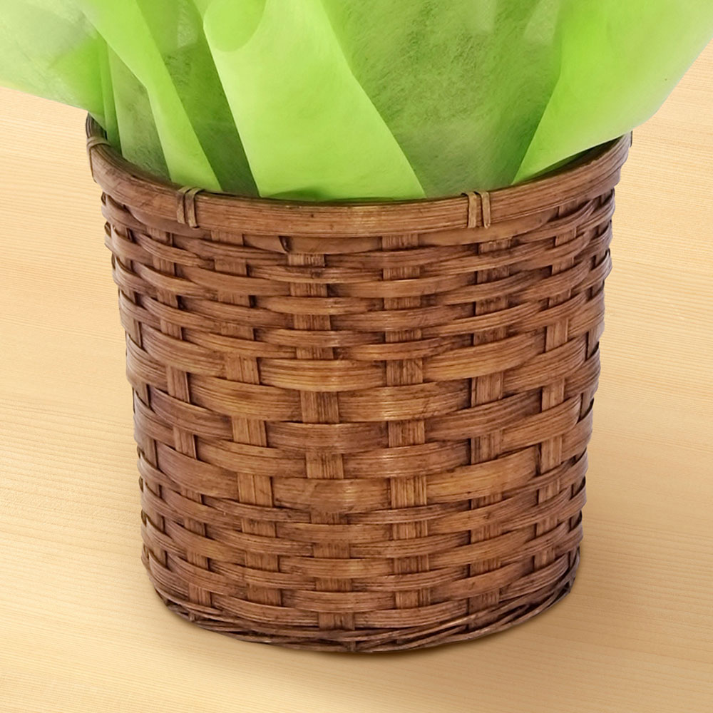 旬の鉢チューリップ（ピンク）5号