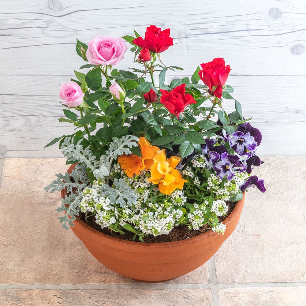 季節の寄せ植え 「スプリングナチュラルガーデン」