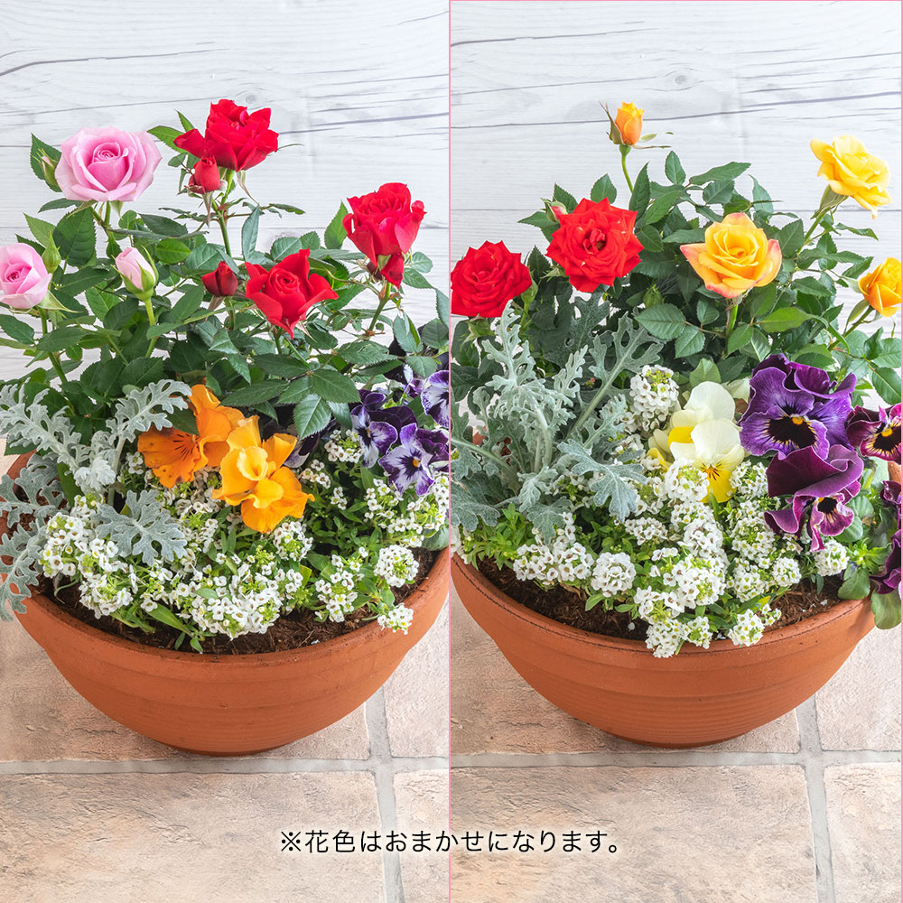 季節の寄せ植え 「スプリングナチュラルガーデン」