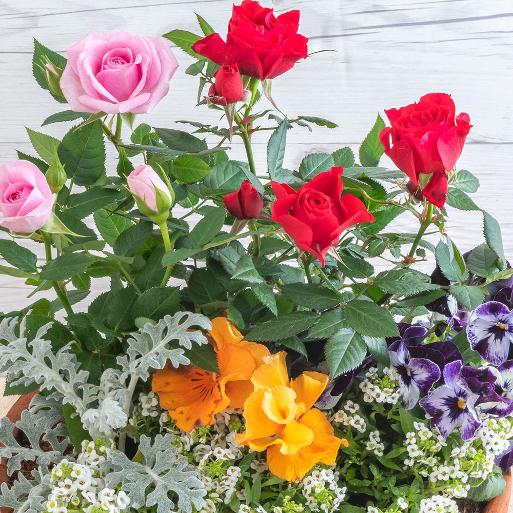 季節の寄せ植え 「スプリングナチュラルガーデン」