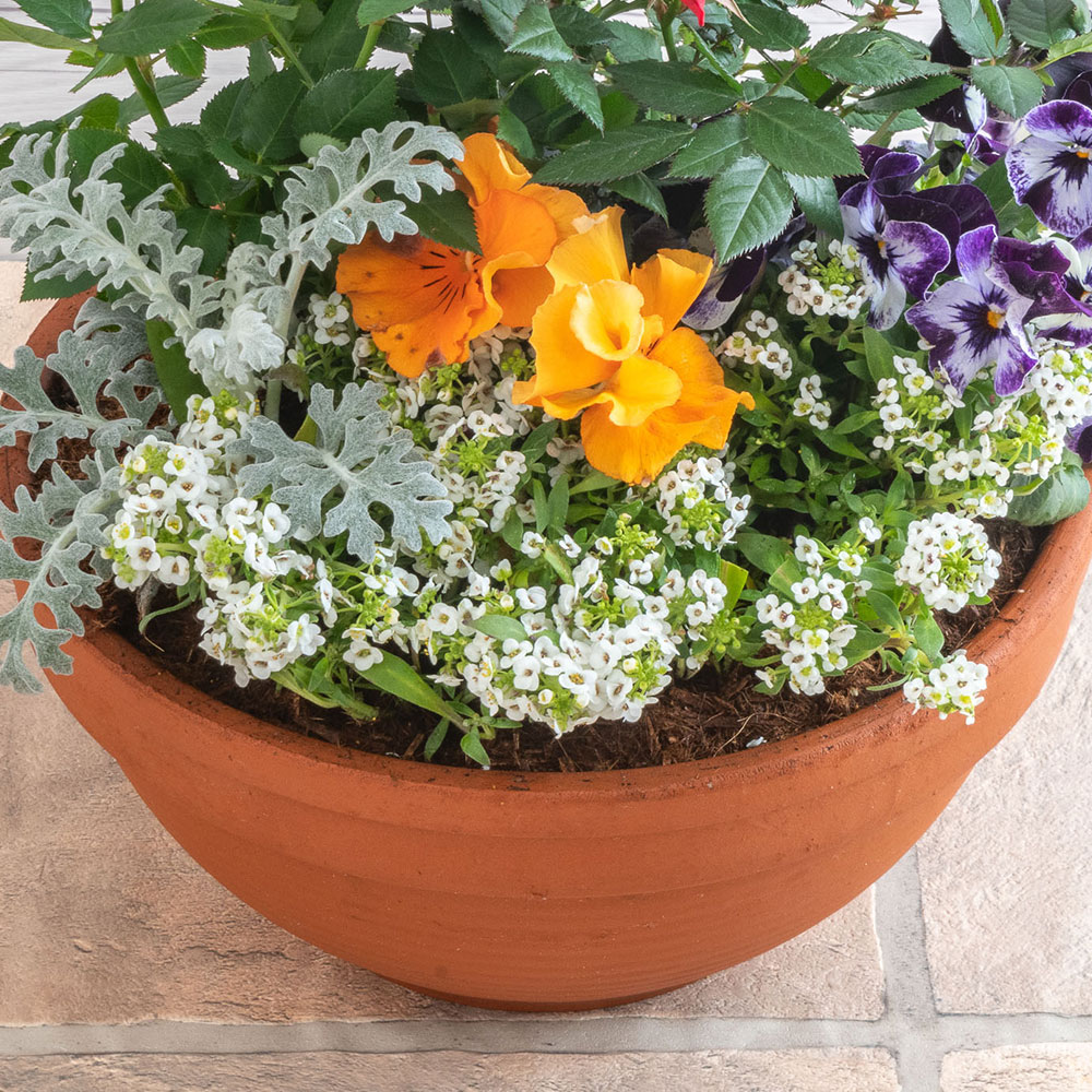 季節の寄せ植え 「スプリングナチュラルガーデン」