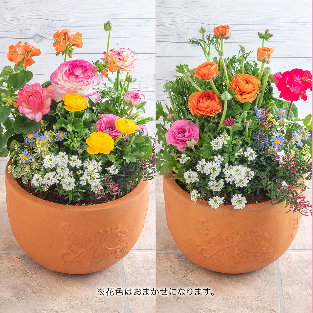 季節の寄せ植え 「ナチュラルガーデングランデ」