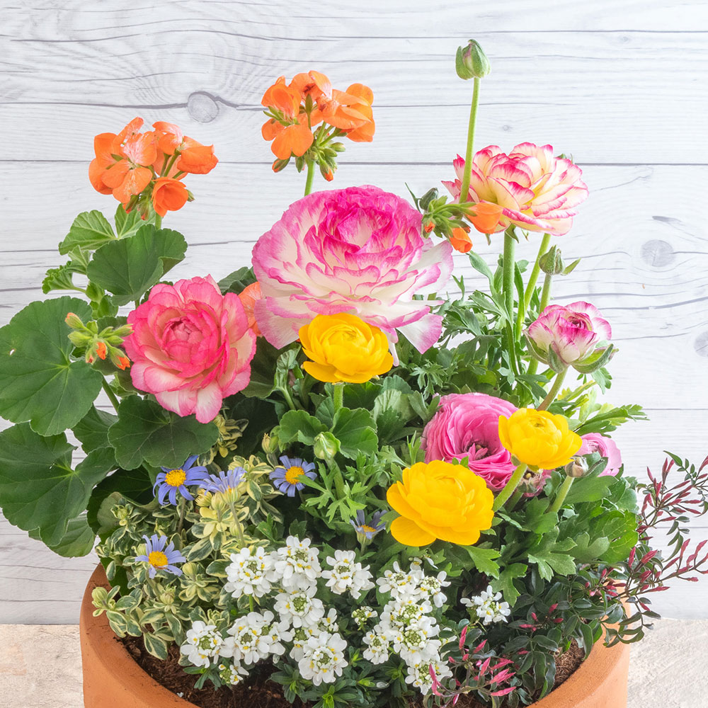 季節の寄せ植え 「ナチュラルガーデングランデ」