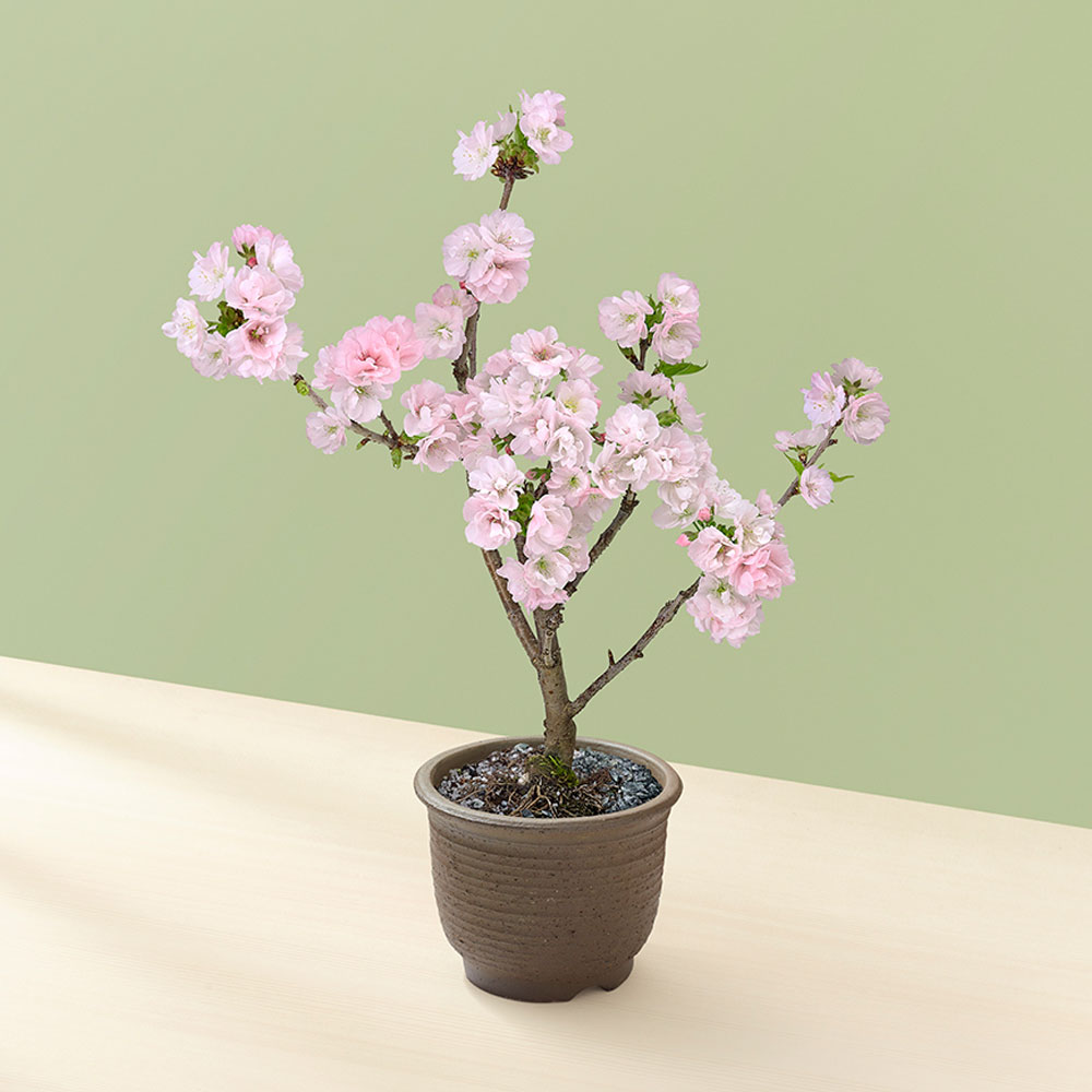 桜鉢 ｢南殿桜｣