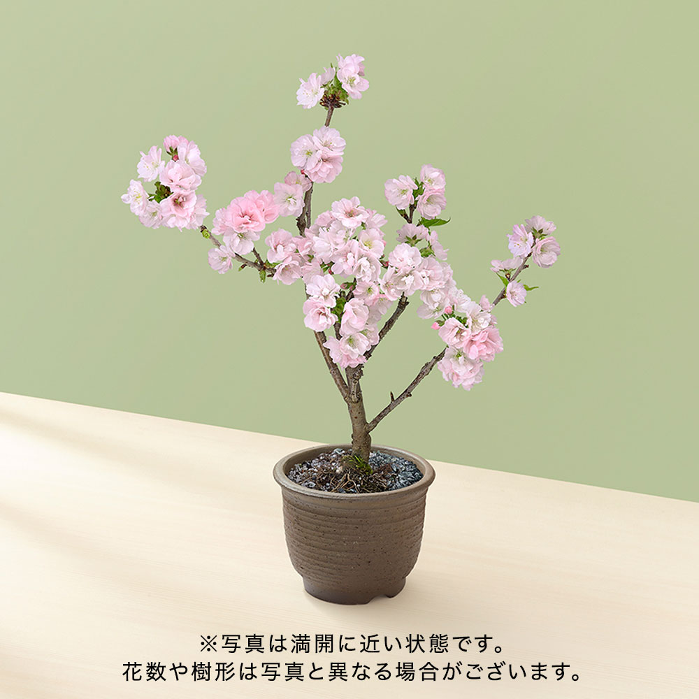 桜鉢 ｢南殿桜｣
