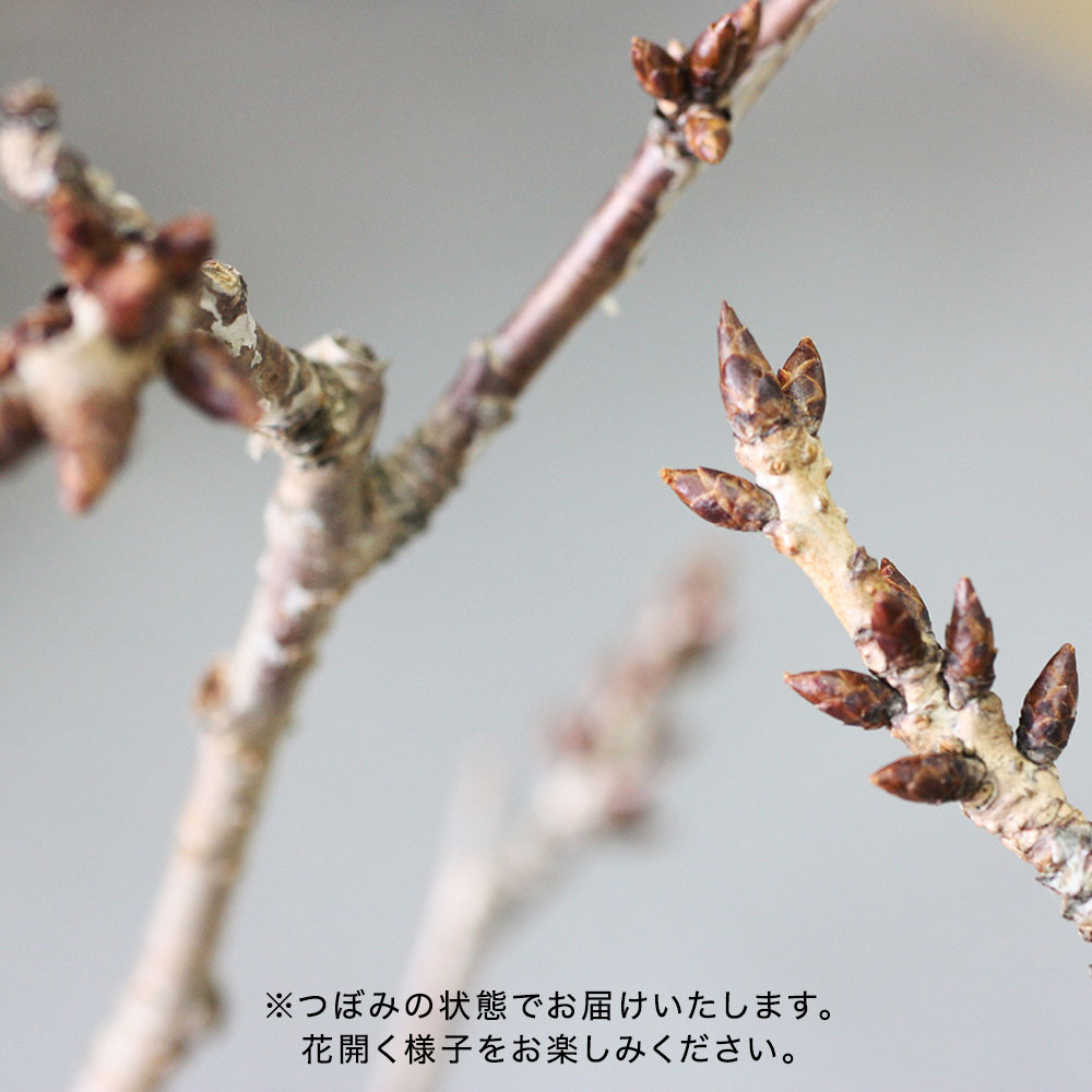 桜鉢 ｢南殿桜｣