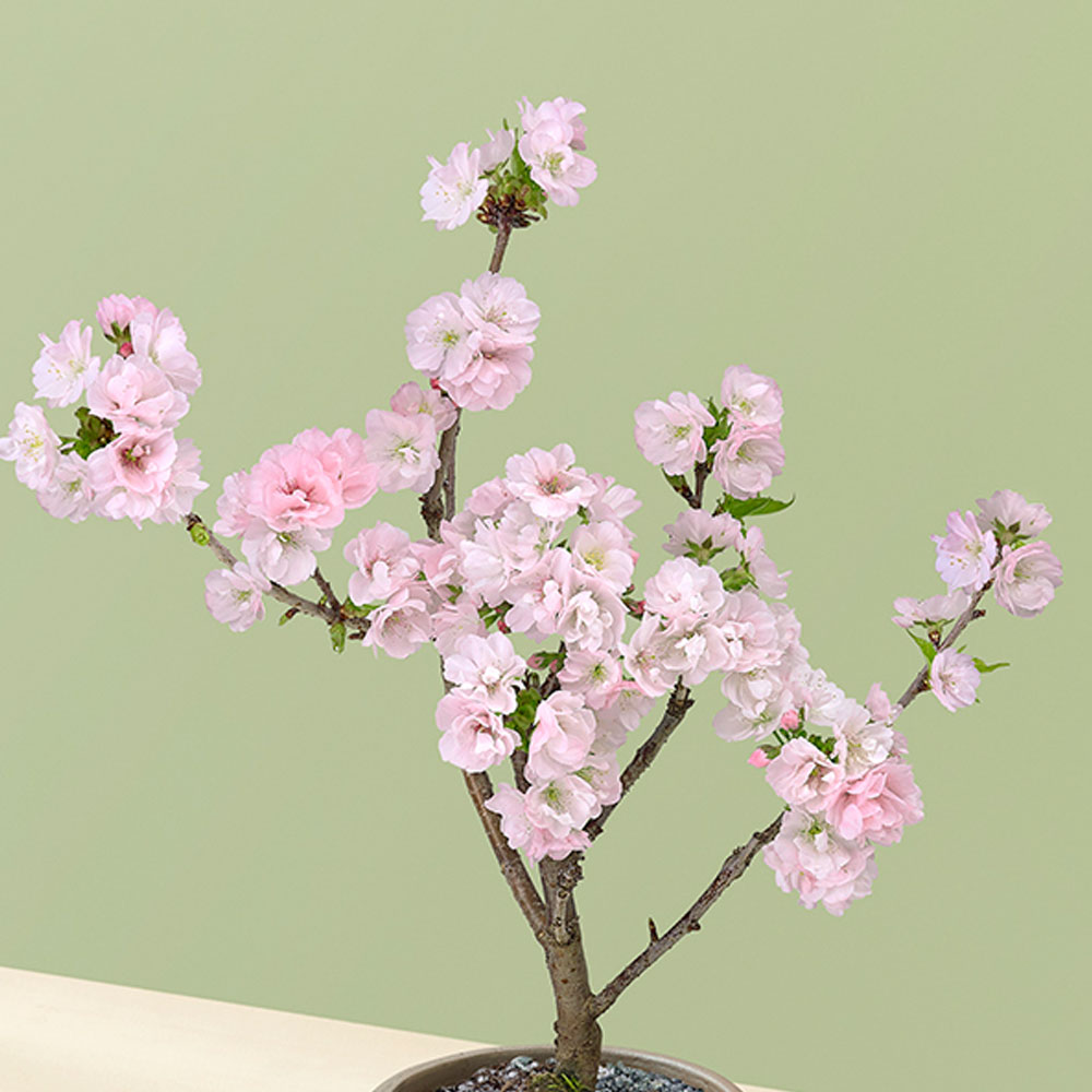 桜鉢 ｢南殿桜｣