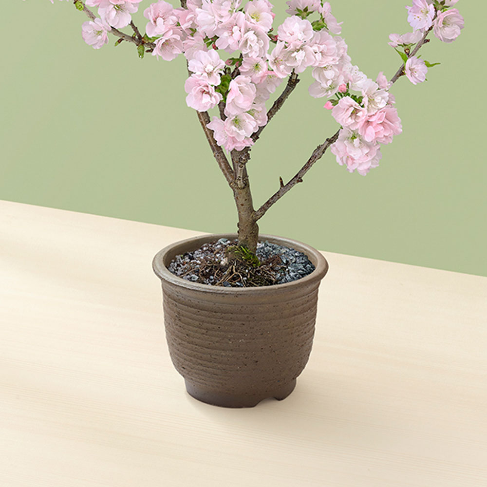 桜鉢 ｢南殿桜｣