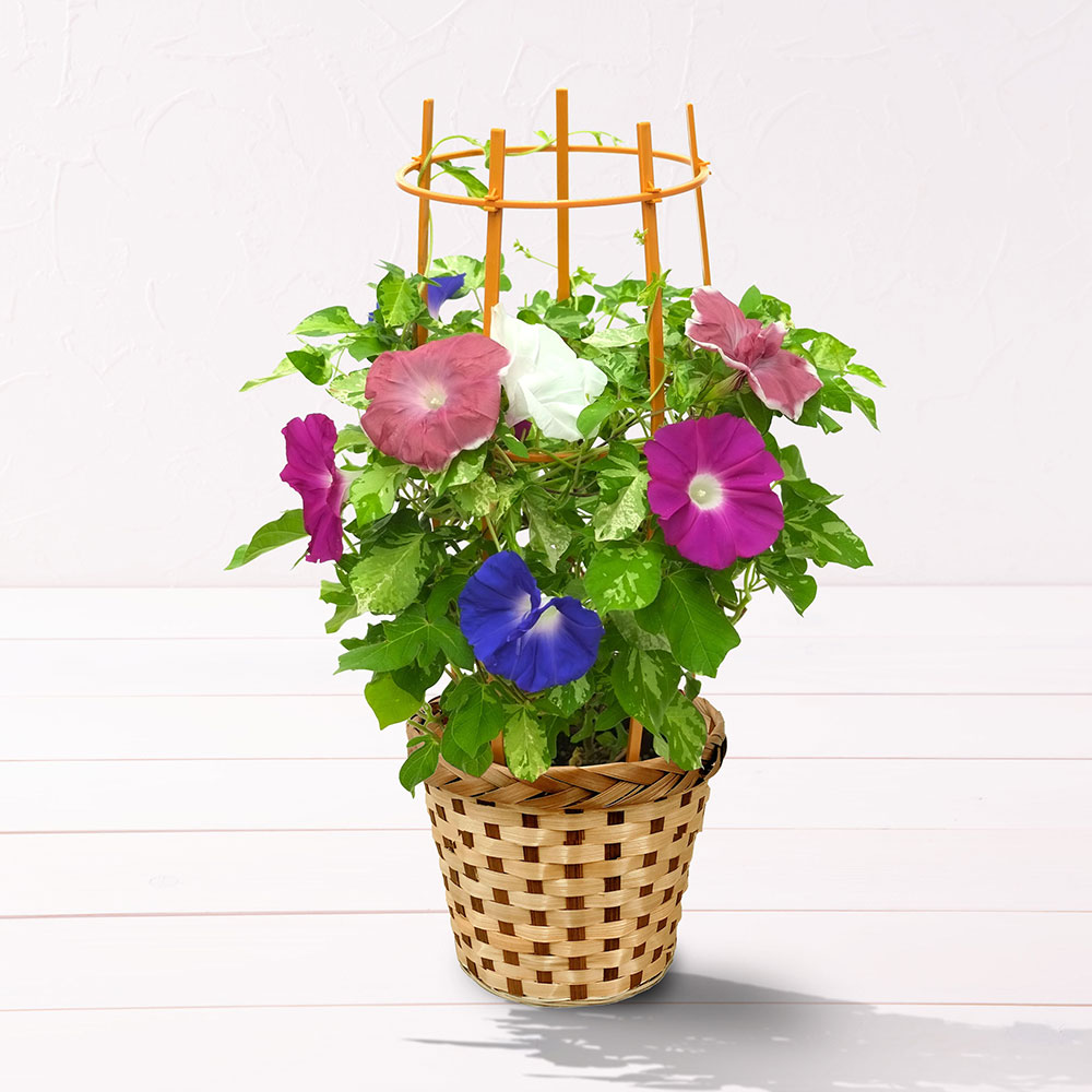 旬の花鉢 日本朝顔（4色咲き）6号