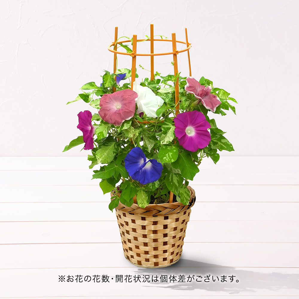 旬の花鉢 日本朝顔（4色咲き）6号
