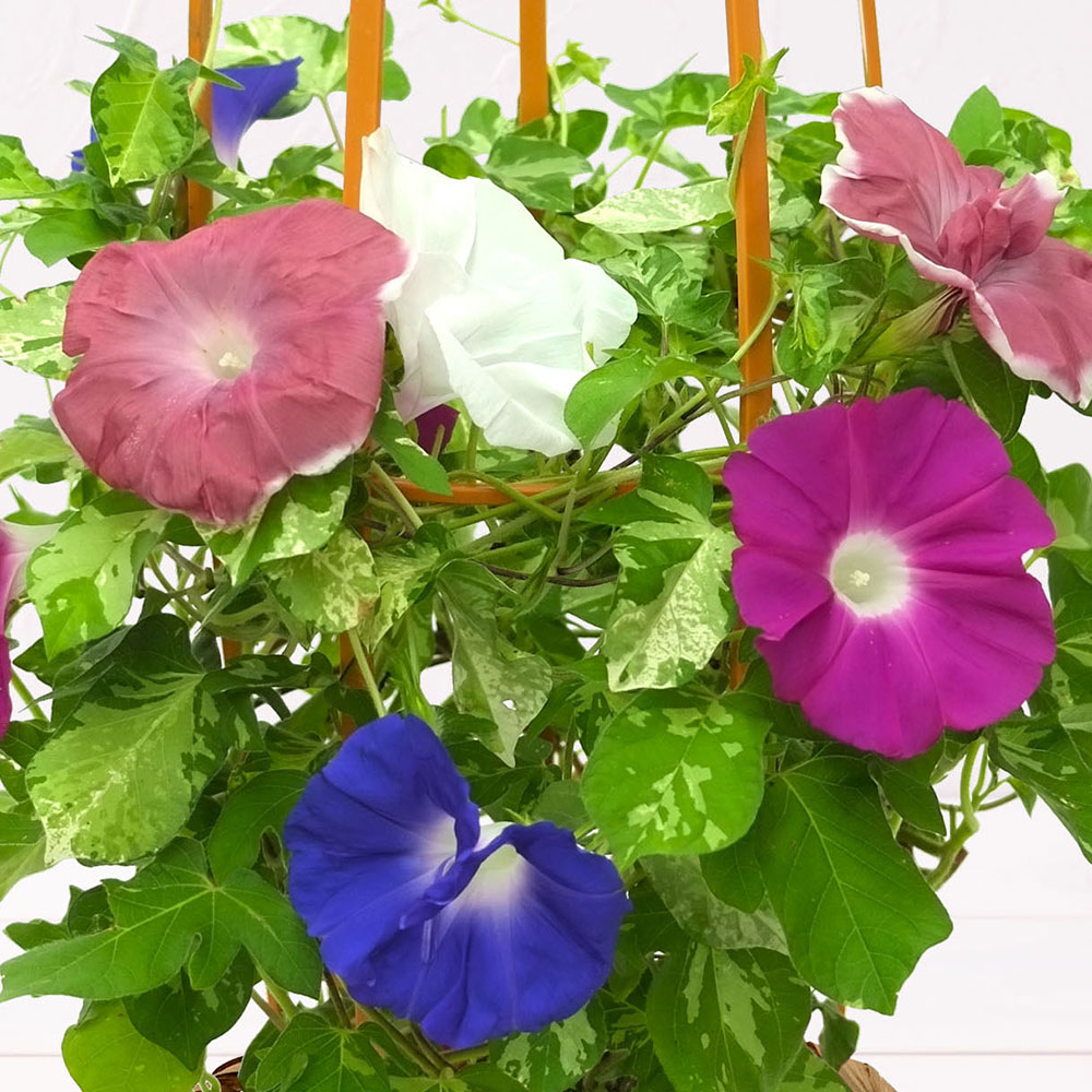 旬の花鉢 日本朝顔（4色咲き）6号