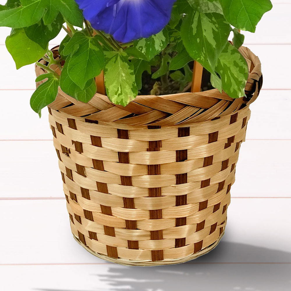 旬の花鉢 日本朝顔（4色咲き）6号