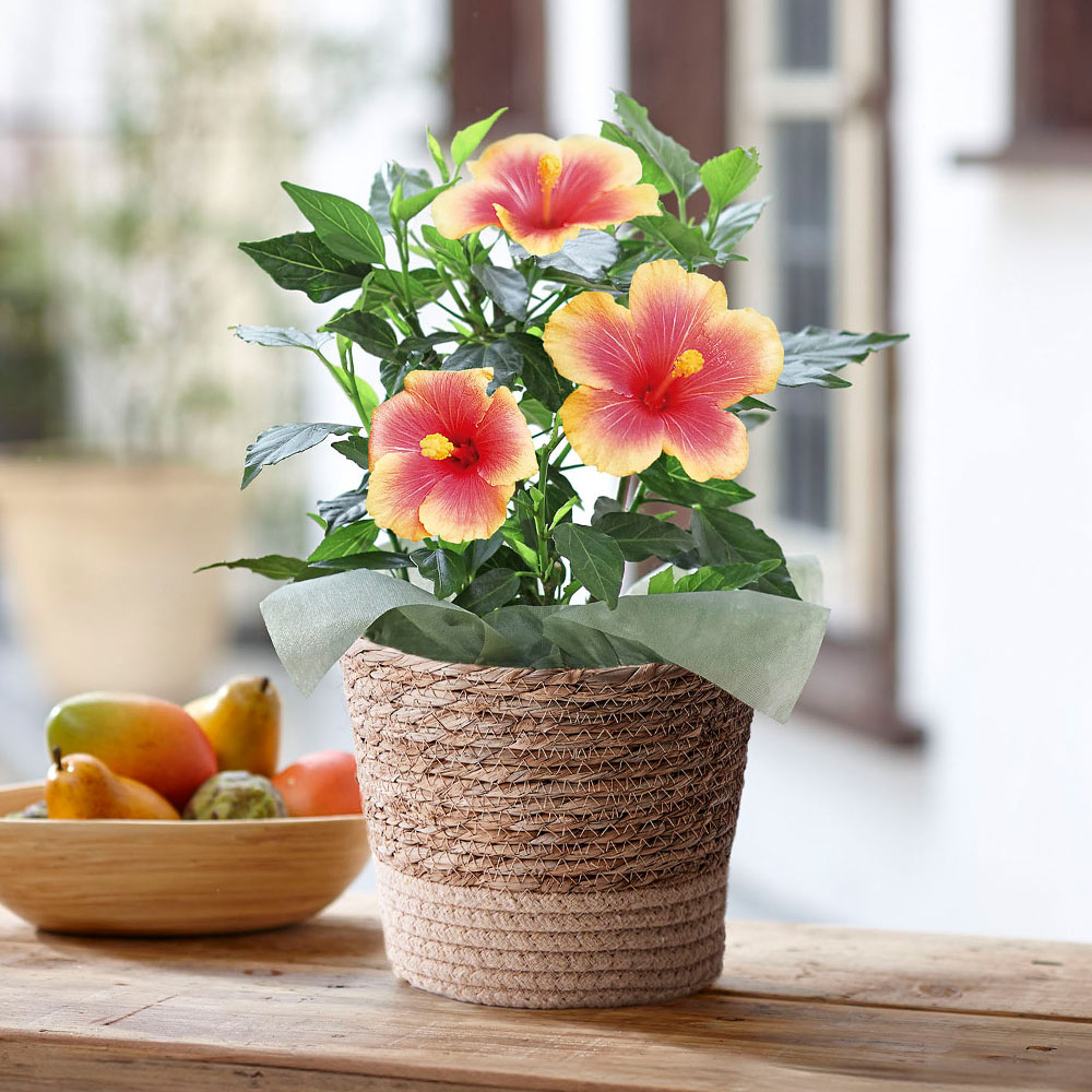 旬の花鉢  ハイビスカス「ミセスユミ」5号