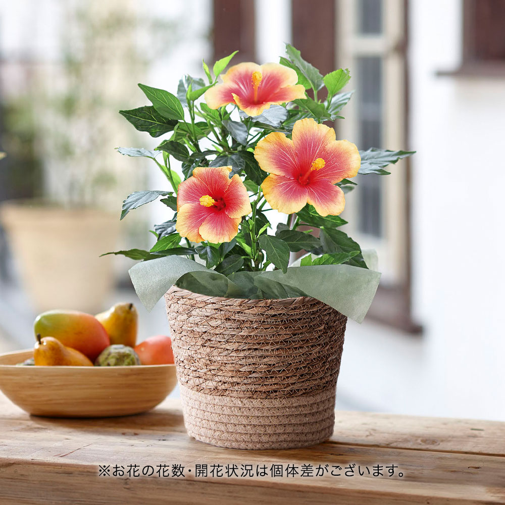 旬の花鉢  ハイビスカス「ミセスユミ」5号