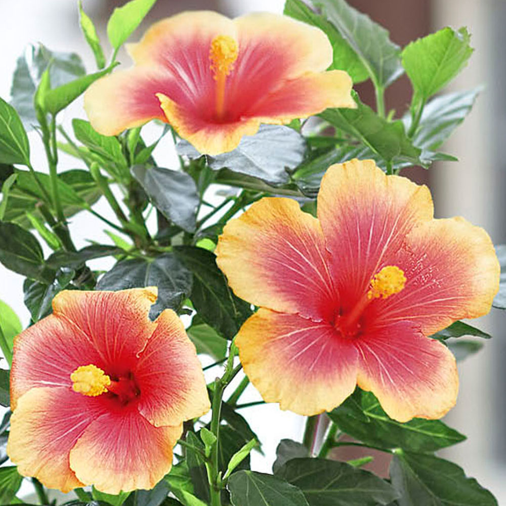 旬の花鉢  ハイビスカス「ミセスユミ」5号