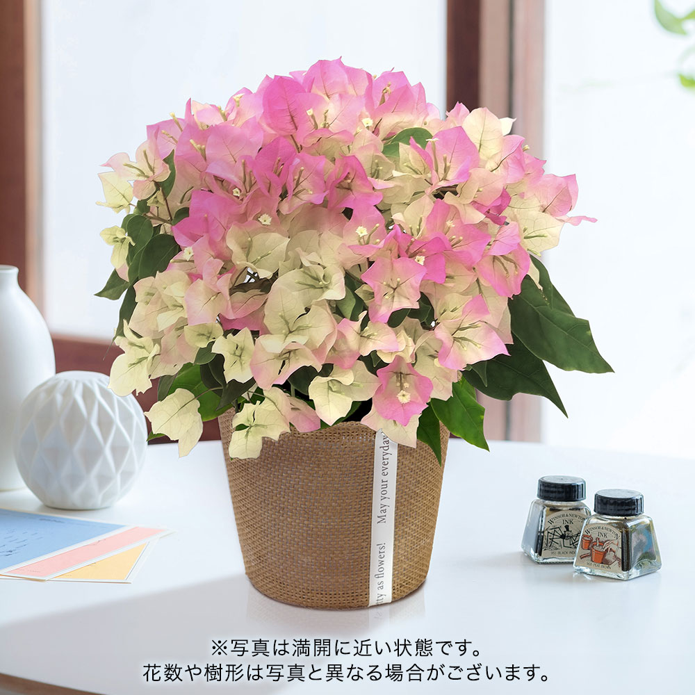 旬の花鉢 ブーゲンビリア（複色）5号