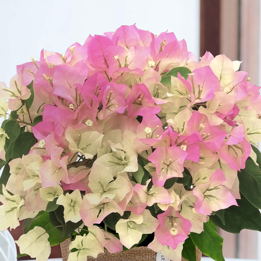 旬の花鉢 ブーゲンビリア（複色）5号
