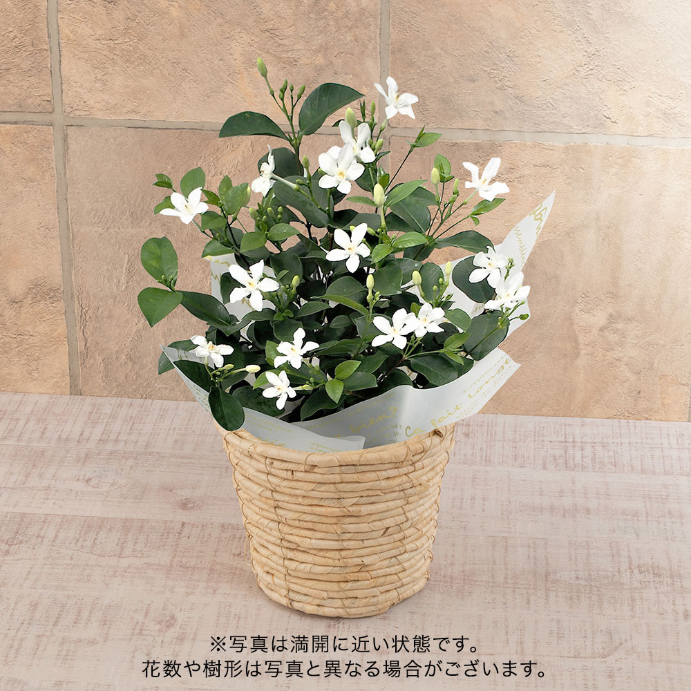 旬の花鉢 セイロンライティア 5号