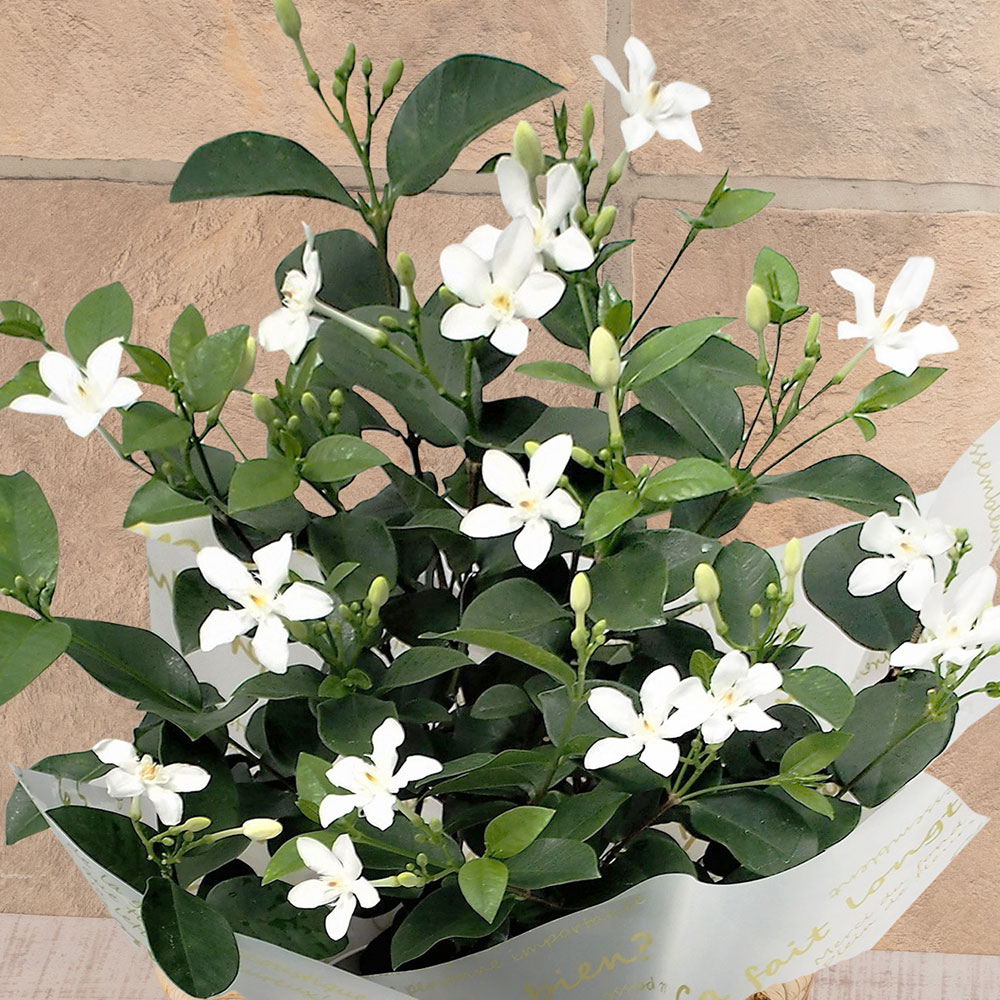 旬の花鉢 セイロンライティア 5号