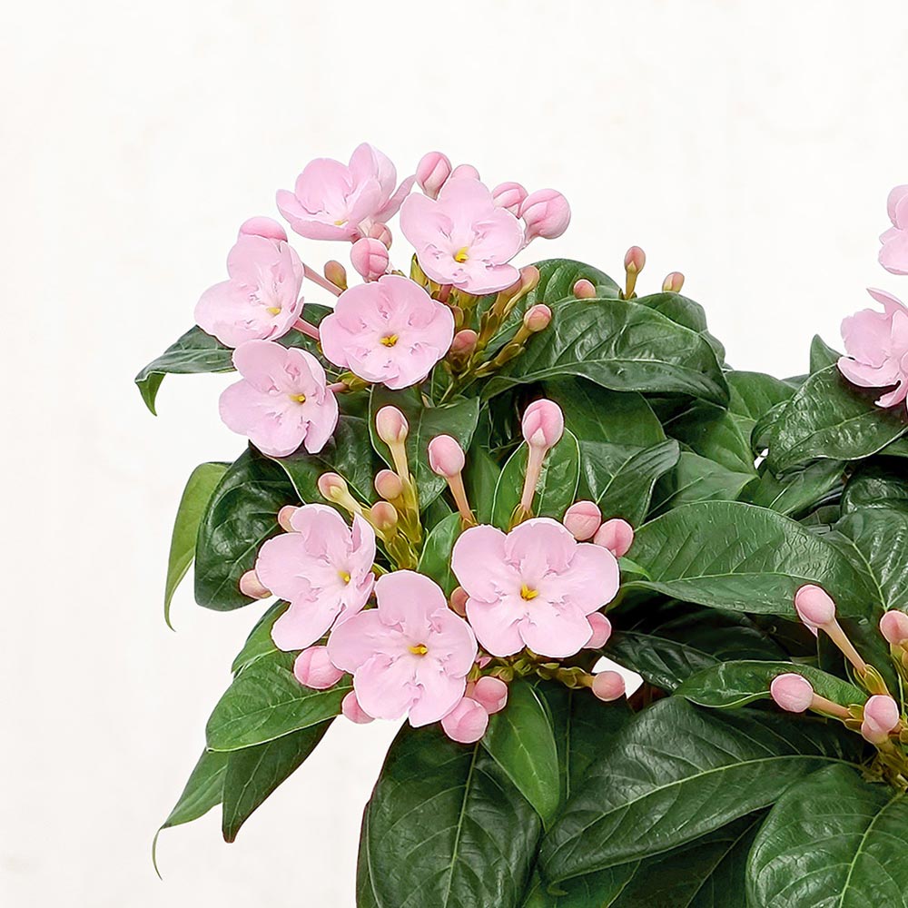 旬の鉢 におい桜（5号）