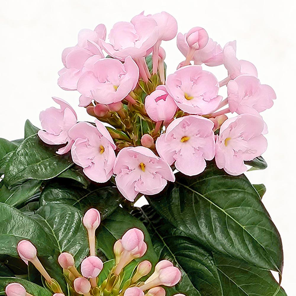 旬の鉢 におい桜（5号）
