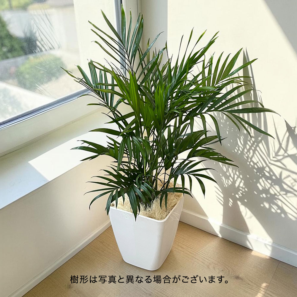 観葉植物「メキシコケンチャヤシ・ホワイトカバー」