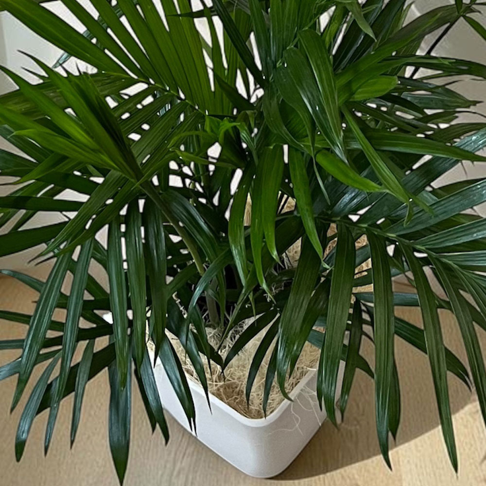 観葉植物「メキシコケンチャヤシ・ホワイトカバー」