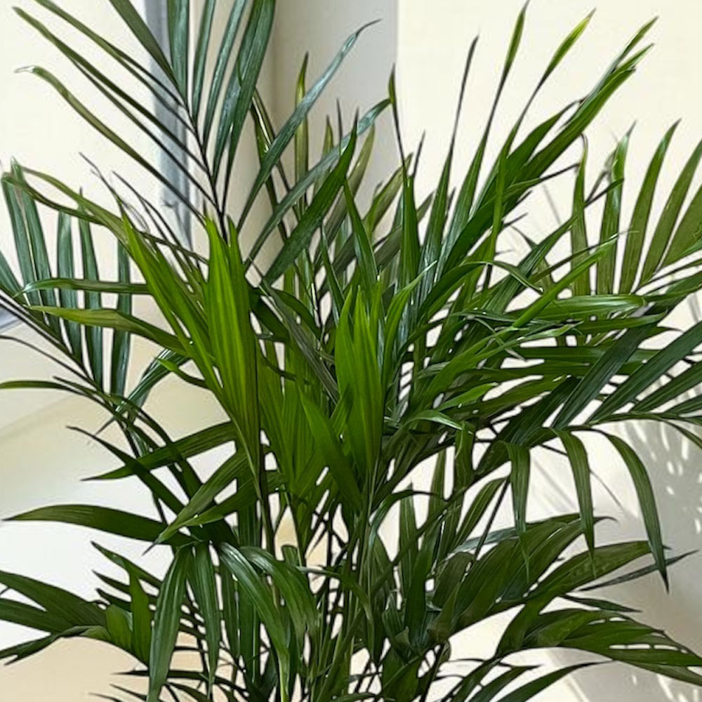 観葉植物「メキシコケンチャヤシ・ホワイトカバー」