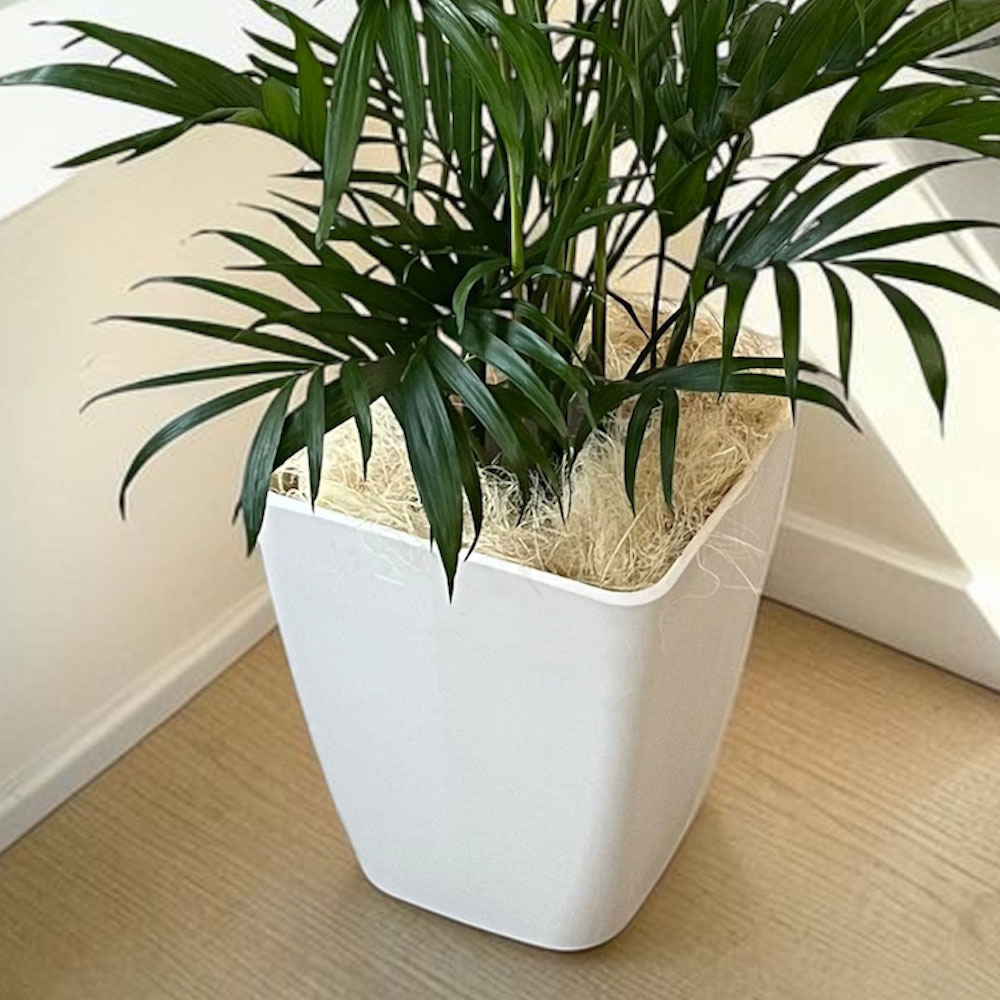 観葉植物「メキシコケンチャヤシ・ホワイトカバー」