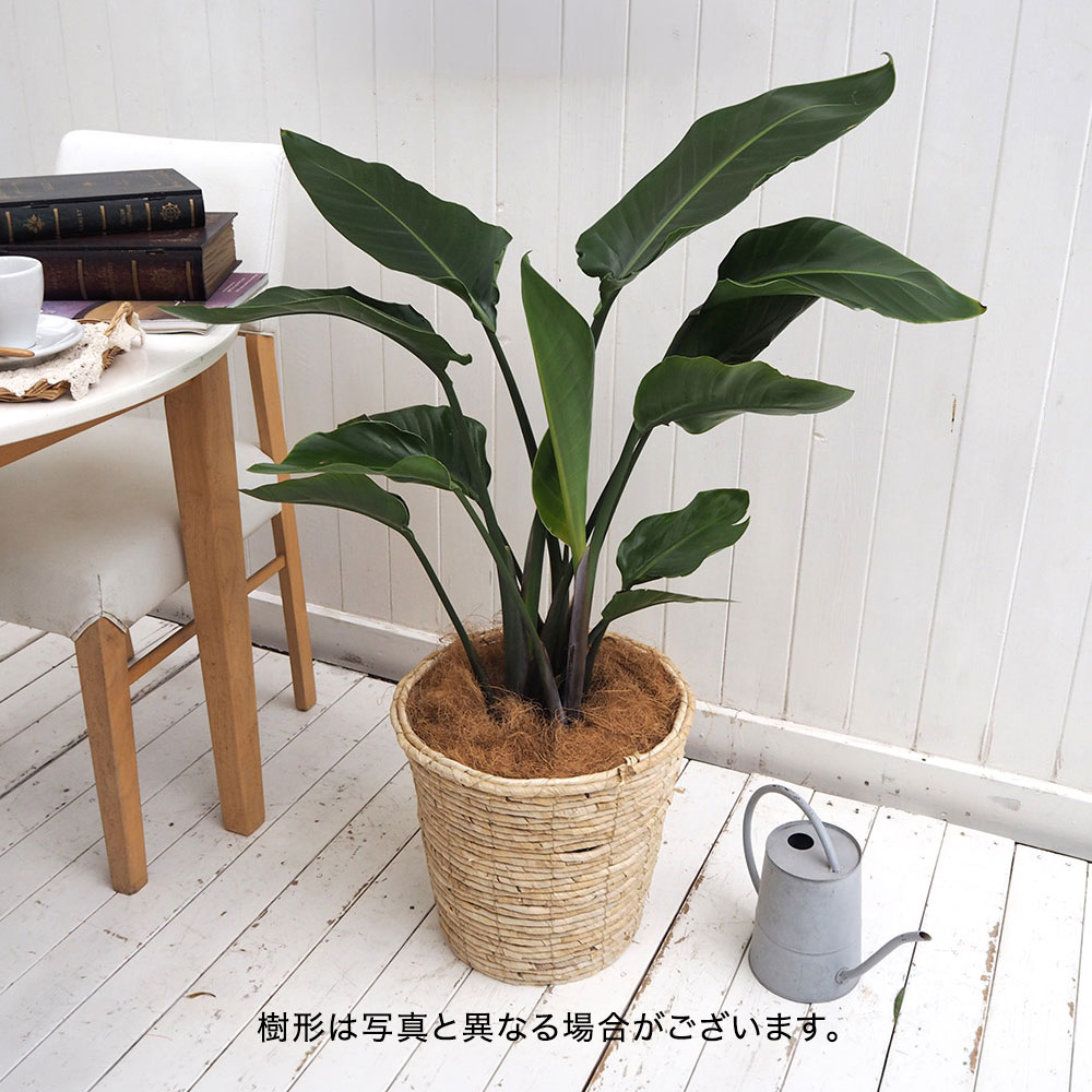 観葉植物「オーガスタ(L)・バスケット」