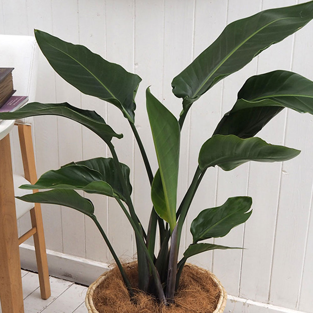 観葉植物「オーガスタ(L)・バスケット」