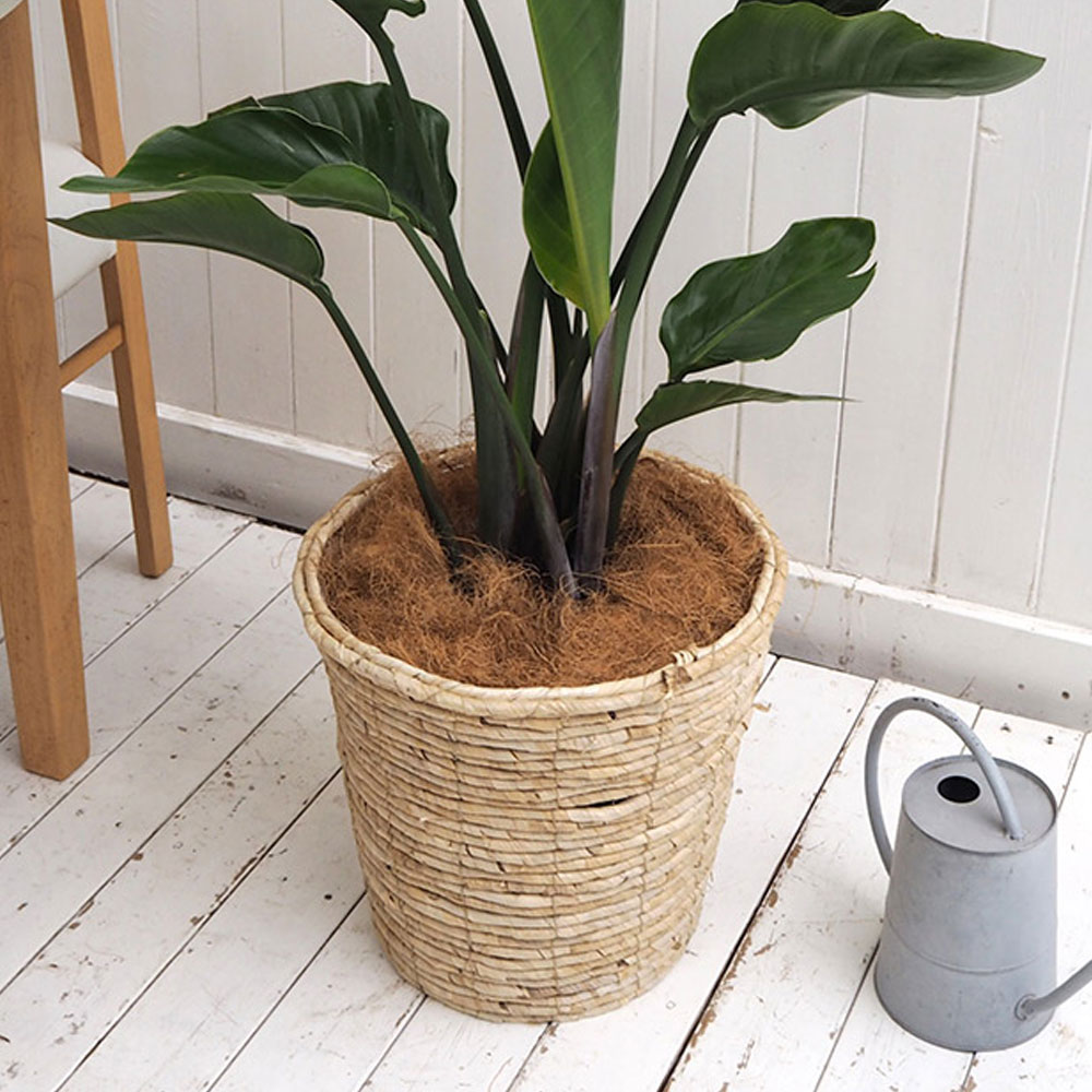 観葉植物「オーガスタ(L)・バスケット」