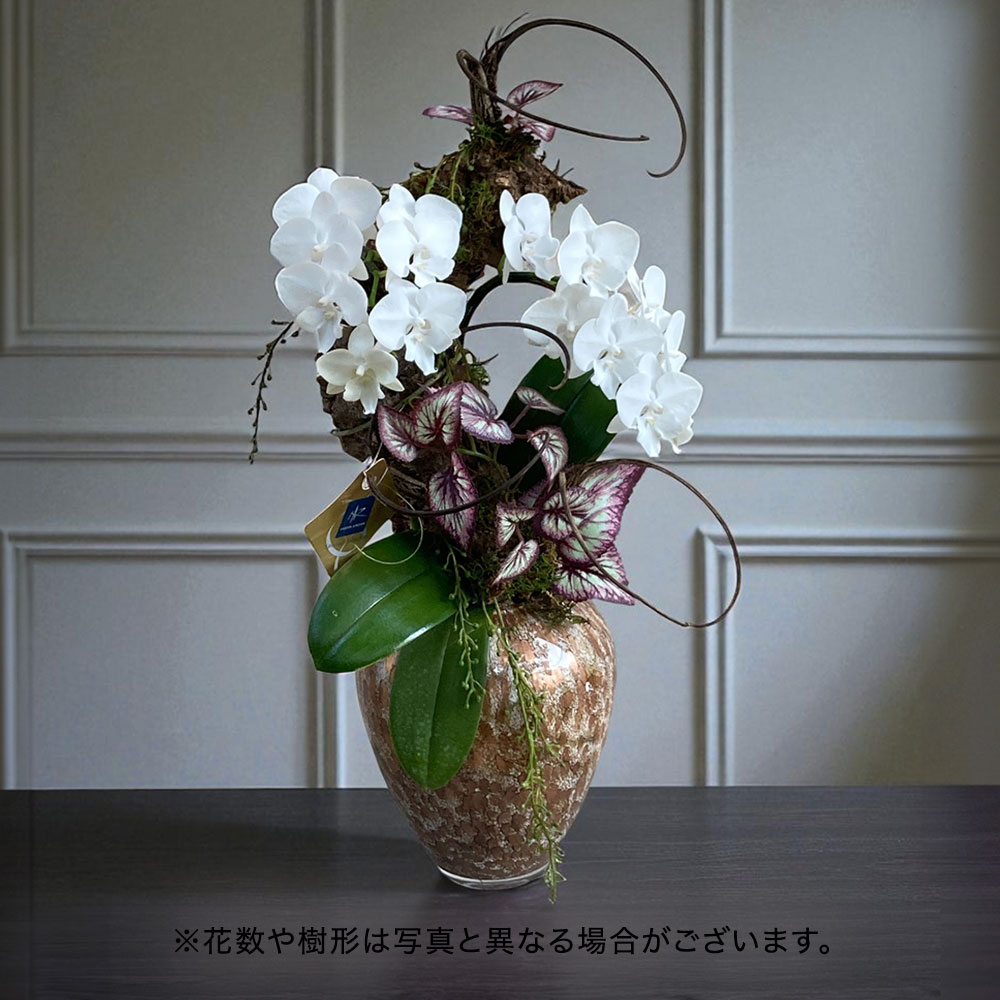 久松園芸コレクション　ミディ胡蝶蘭「言華」【東京都２３区限定】
