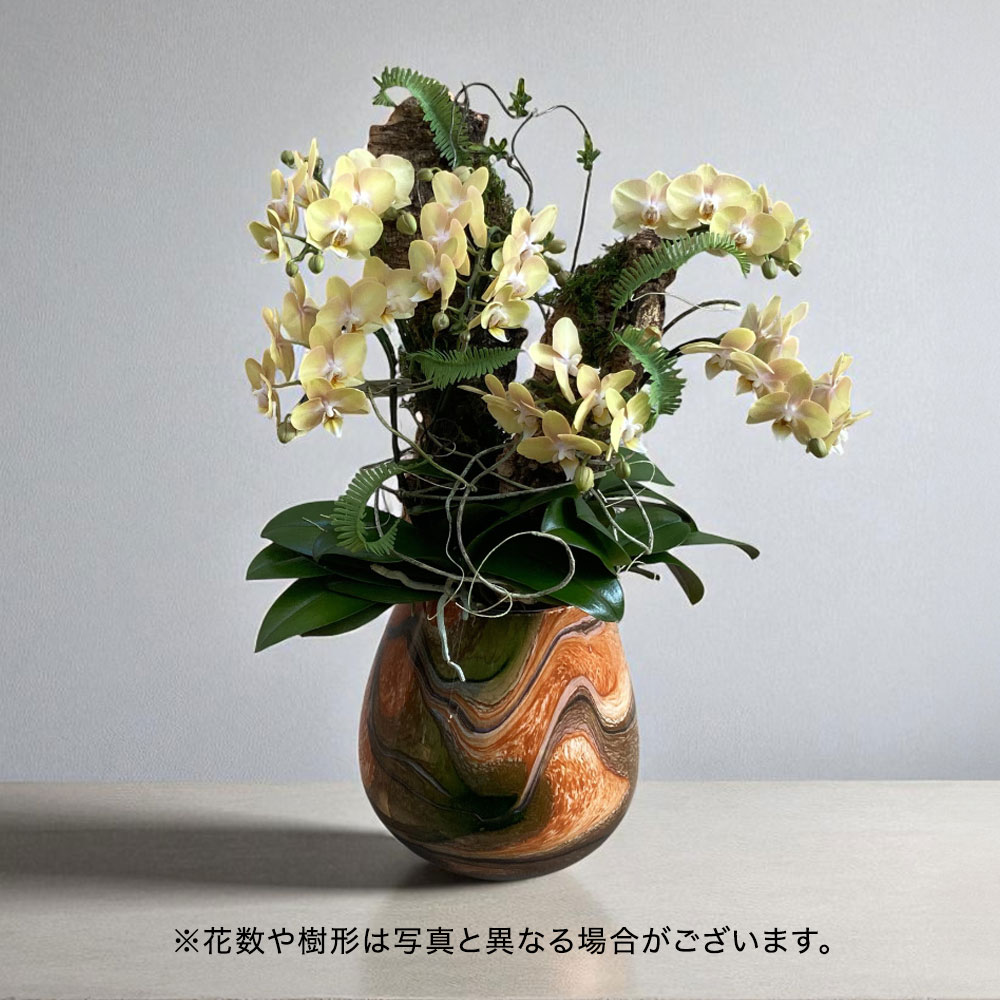 久松園芸コレクション　ミディ胡蝶蘭「花寄」【東京都２３区限定】