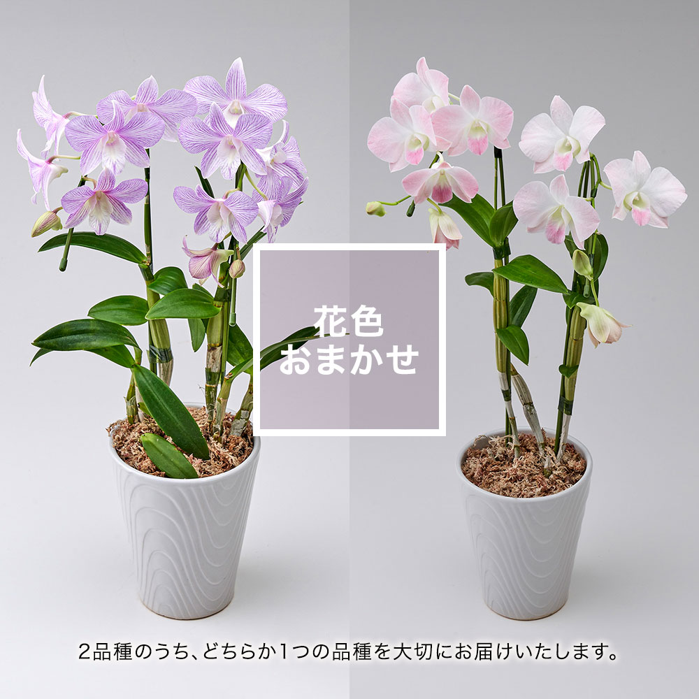 【厳選お花便】産地直送 和饗エコファーム幸寿園 おまかせデンファレ2本立ち
