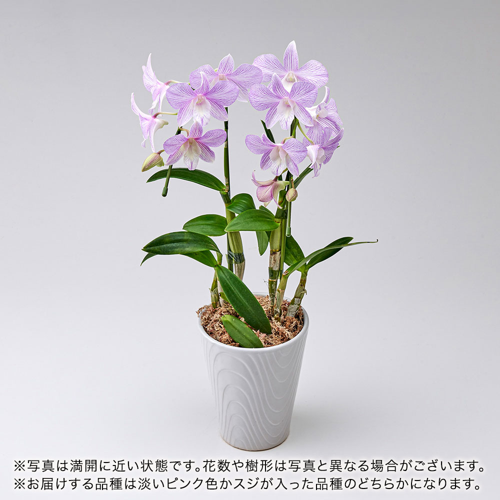 【厳選お花便】産地直送 和饗エコファーム幸寿園 おまかせデンファレ2本立ち