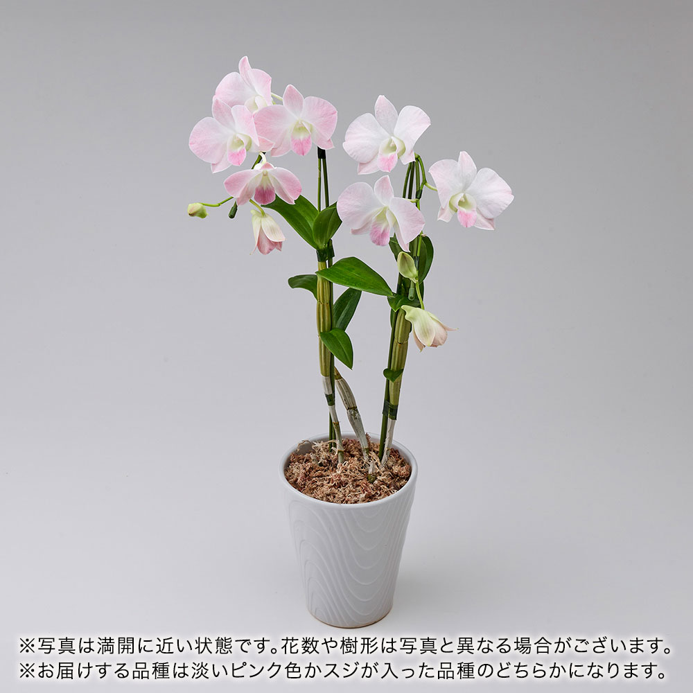 【厳選お花便】産地直送 和饗エコファーム幸寿園 おまかせデンファレ2本立ち
