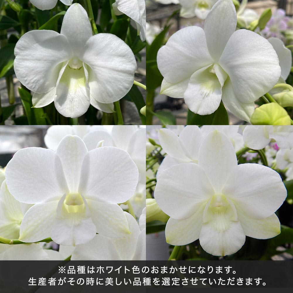 【和饗エコファーム幸寿園コレクション】デンファレ5本立ち（おまかせホワイト系）