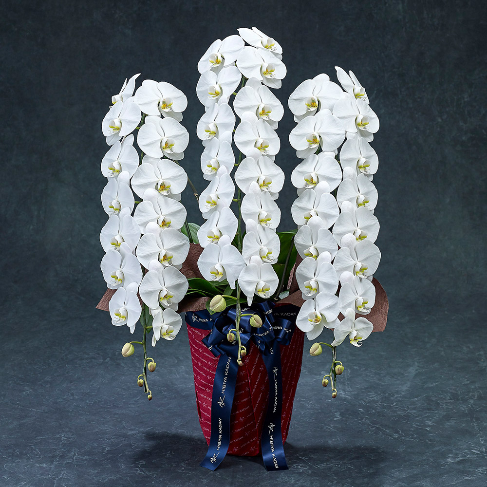 【2/1届け～】手渡し配達のﾌﾟﾚﾐｱﾑ胡蝶蘭(白)3本立ち