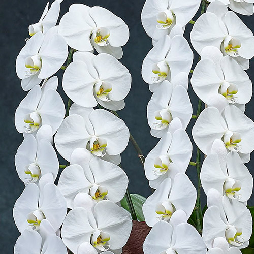 【2/1届け～】手渡し配達のﾌﾟﾚﾐｱﾑ胡蝶蘭(白)3本立ち