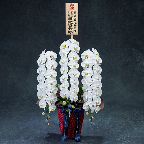 【2/1届け～】手渡し配達のﾌﾟﾚﾐｱﾑ胡蝶蘭(白)3本立ち