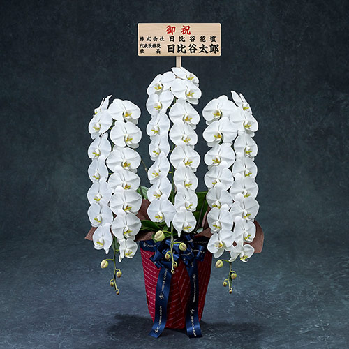 【2/1届け～】手渡し配達のﾌﾟﾚﾐｱﾑ胡蝶蘭(白)3本立ち