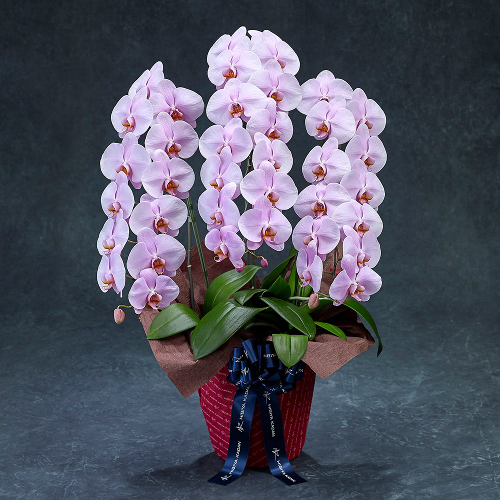 【2/1届け～】手渡し配達のﾌﾟﾚﾐｱﾑ胡蝶蘭(ﾋﾟﾝｸ)3本立ち