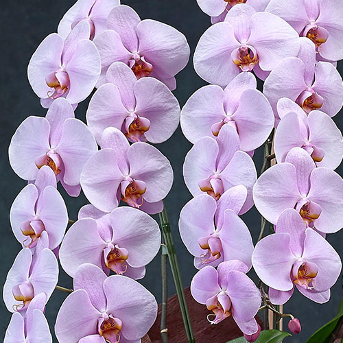 【2/1届け～】手渡し配達のﾌﾟﾚﾐｱﾑ胡蝶蘭(ﾋﾟﾝｸ)3本立ち