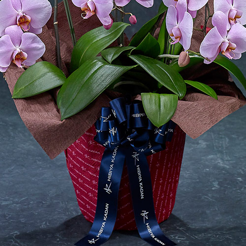 【2/1届け～】手渡し配達のﾌﾟﾚﾐｱﾑ胡蝶蘭(ﾋﾟﾝｸ)3本立ち