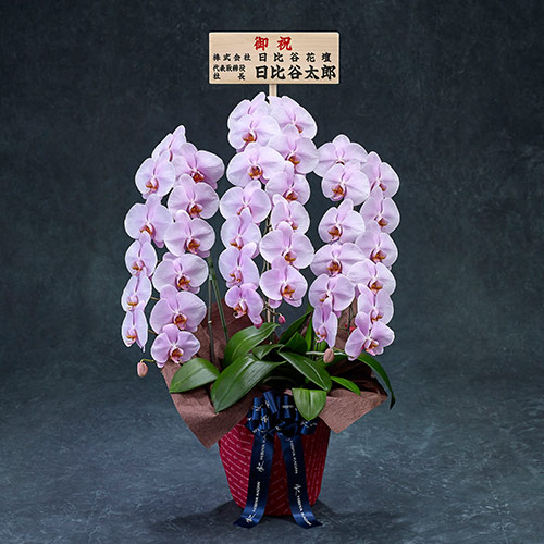 【2/1届け～】手渡し配達のﾌﾟﾚﾐｱﾑ胡蝶蘭(ﾋﾟﾝｸ)3本立ち