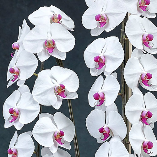 【2/1届け～】手渡し配達のﾌﾟﾚﾐｱﾑ胡蝶蘭(赤ﾘｯﾌﾟ)3本立ち