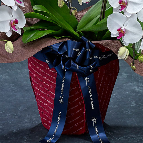 【2/1届け～】手渡し配達のﾌﾟﾚﾐｱﾑ胡蝶蘭(赤ﾘｯﾌﾟ)3本立ち