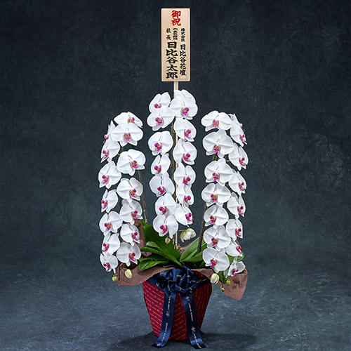 【2/1届け～】手渡し配達のﾌﾟﾚﾐｱﾑ胡蝶蘭(赤ﾘｯﾌﾟ)3本立ち